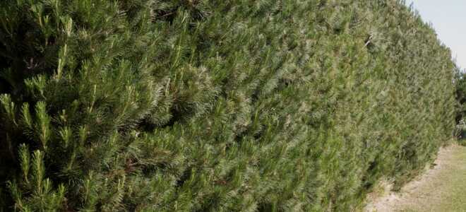 Живая изгородь из ели (8 сортов) и других хвойных (7 видов)