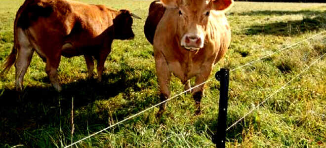 Как сделать электроизгородь для овец, свиней и КРС своими руками