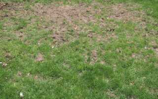 Скарификация газона весной: зачем и как её проводить