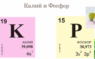 Крыжовник: чем подкормить после сбора урожая
