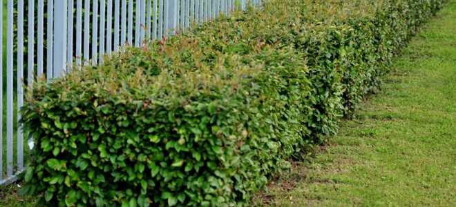 Живая изгородь из кизильника: 5 видов, посадка и уход
