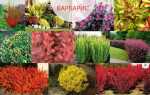 Зелёная стена из барбариса: как создать неприхотливую изгородь и ухаживать за ней