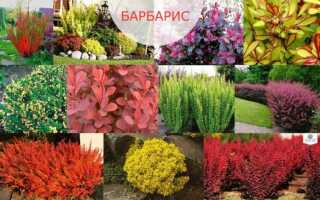 Зелёная стена из барбариса: как создать неприхотливую изгородь и ухаживать за ней