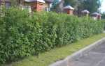 Живая изгородь из дерена: сорта, посадка, размножение, уход