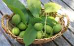 Как быстро отмыть руки после чистки грецких орехов от зелёной кожуры