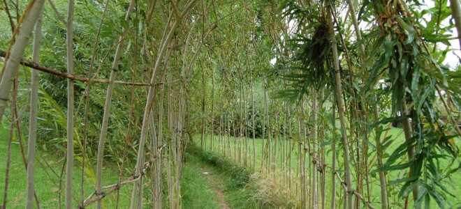 Живая изгородь из ивы: как сделать своими руками