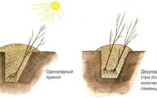 Как прикопать саженцы на зиму, чтобы они не вымерзли до весны