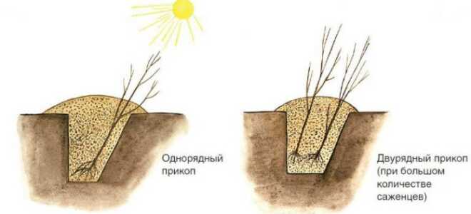 Как прикопать саженцы на зиму, чтобы они не вымерзли до весны