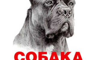 Прикольные таблички «Осторожно злая собака» на забор