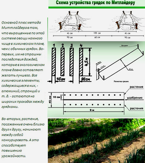 схема грядки по митлайдеру 