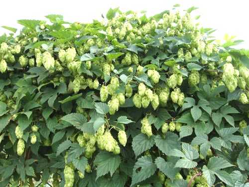 хмель оформление забора хмель оформление забора