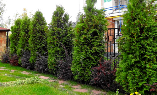 живая изгородь из хвойных растений 