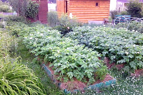 картофель по митлайдеру 