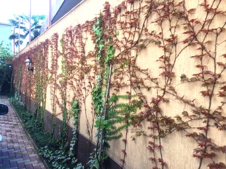 плющ оформление забора плющ оформление забора