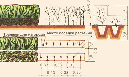 траншеи для посадки изгороди 