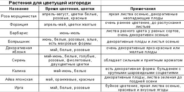 растения живая изгородь 