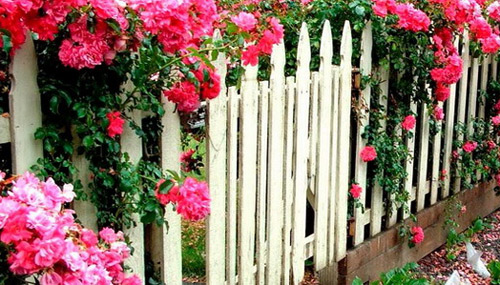 растения забор растения забор