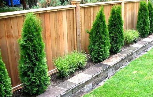 посадки вдоль забора посадки вдоль забора