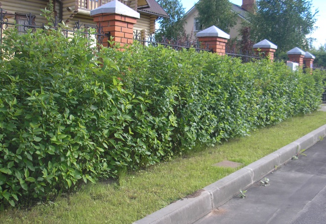 живая изгородь из дерена