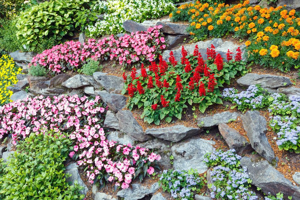 Яркий цветник