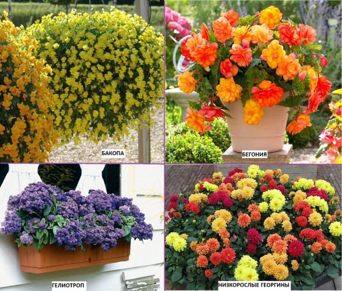 Солнцелюбивые цветы