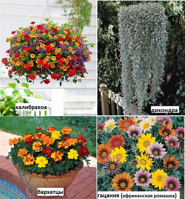 Засухоустойчивые растения