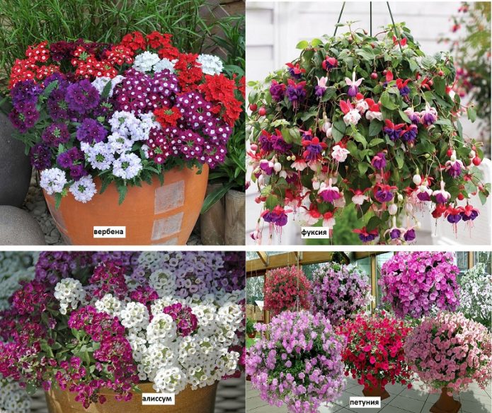 Влаголюбивые растения