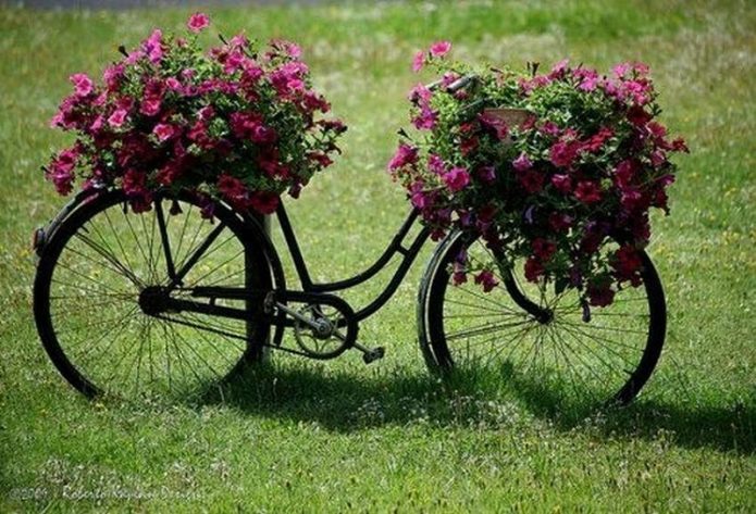 Пунцовое на чёрном