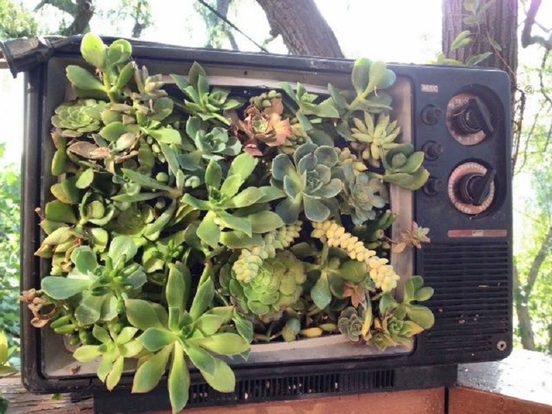 Телевизор с растениями