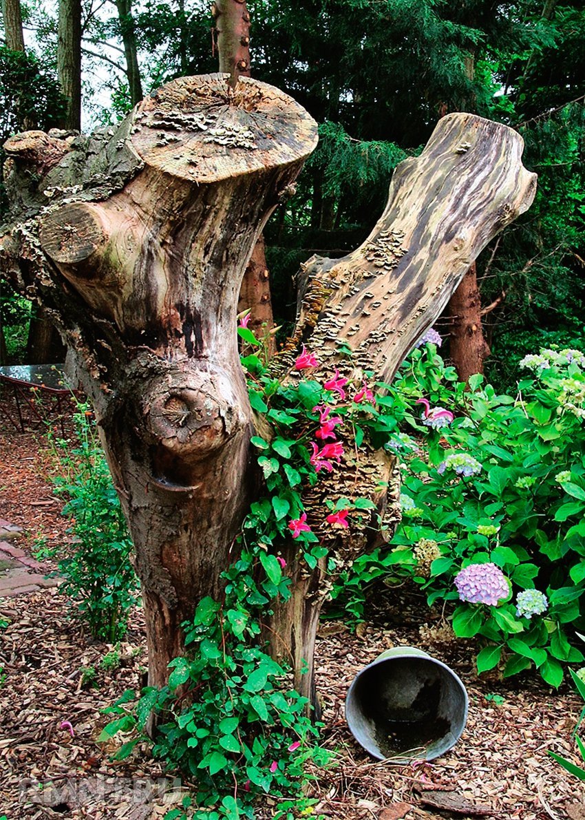 Сухое дерево с вьющимся растением