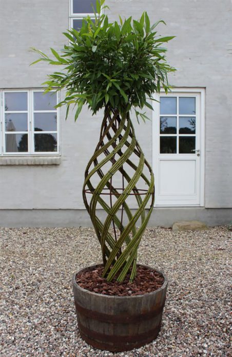 Живое дерево из лозы