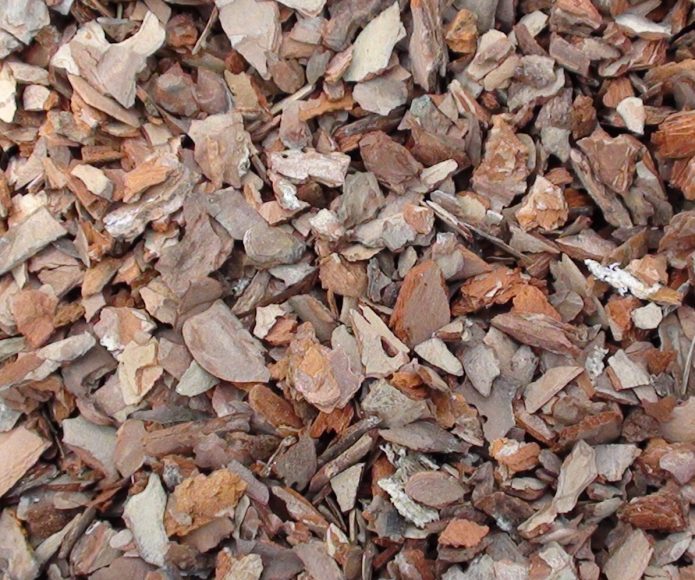 Кора деревьев