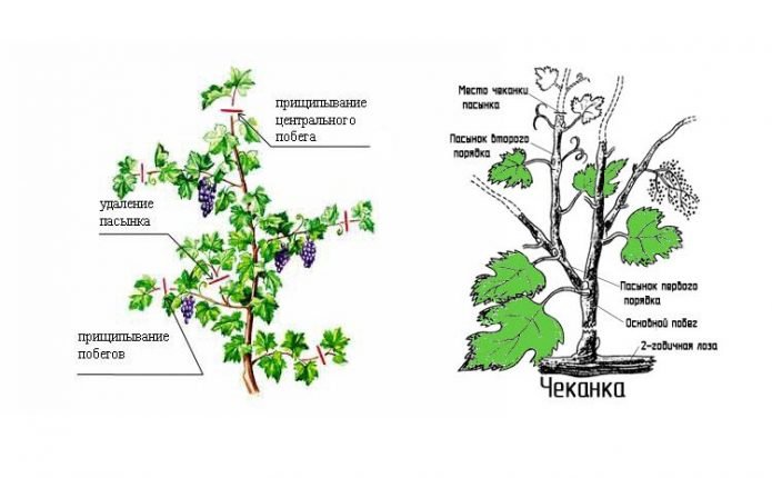 Виды зелёных операций на винограде