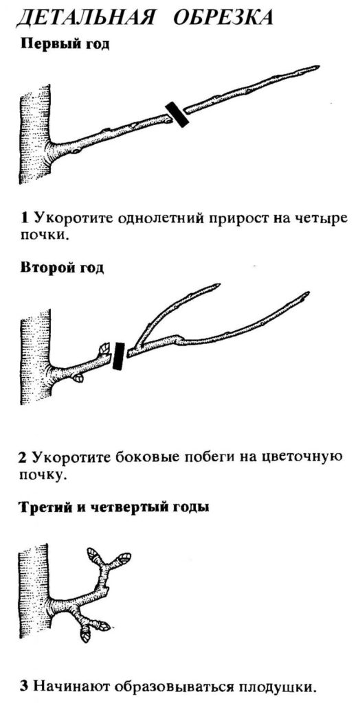 Детальная обрезка груши