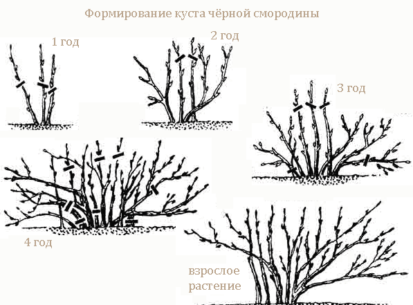 Формирование куста