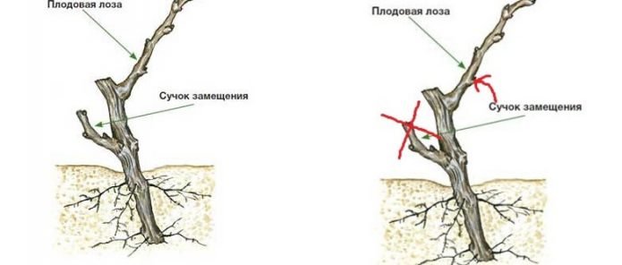 Формирование плодового звена без сучка замещения