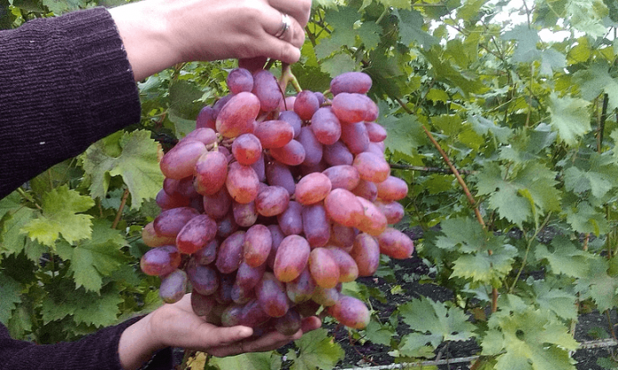 Гроздь винограда