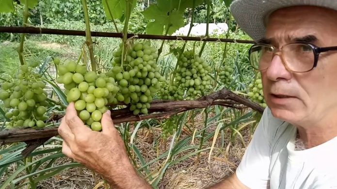 Грозди винограда на кусте