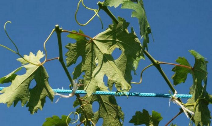 Лозы винограда после чеканки