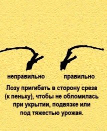 Наклон побегов перед утеплением