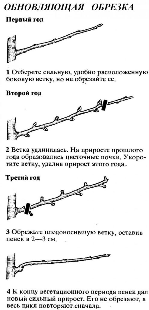 Обновляющая обрезка груши