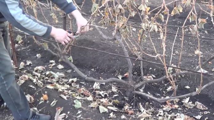 Осветление куста винограда осенью