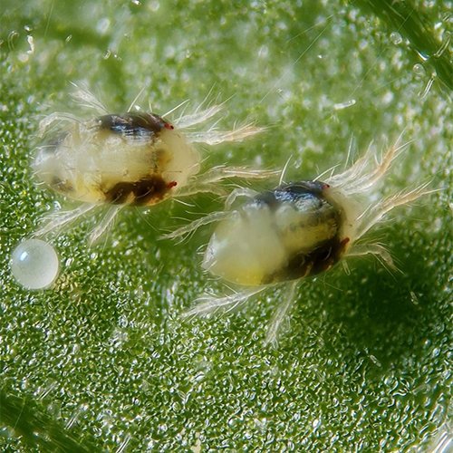 Паутинные клещи — паукообразные членестоногие