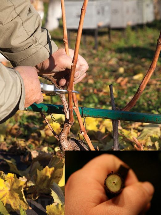 Перпендикулярный срез виноградной лозы