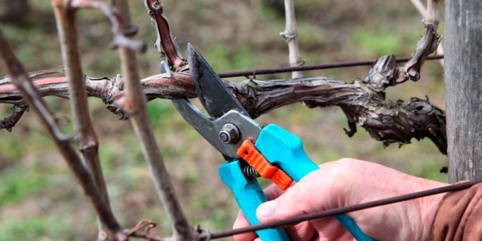 Положение секатора при обрезке