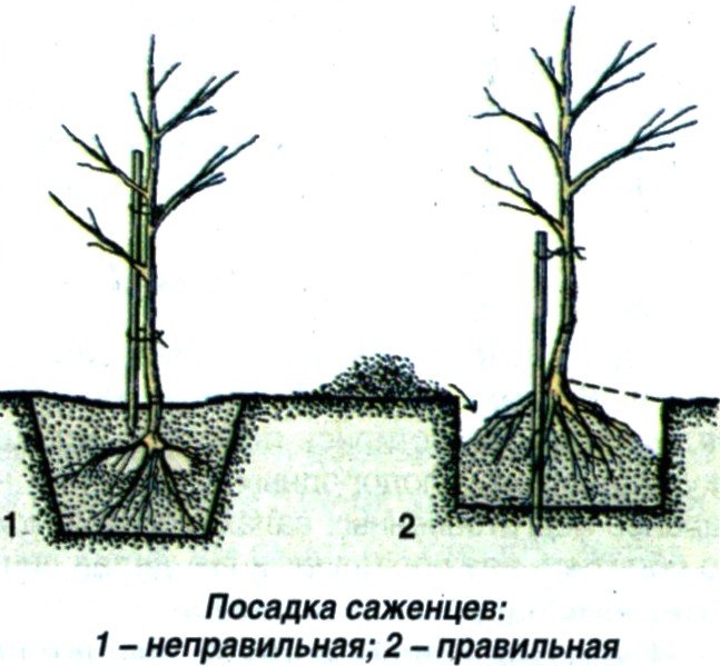 Посадка саженца груши