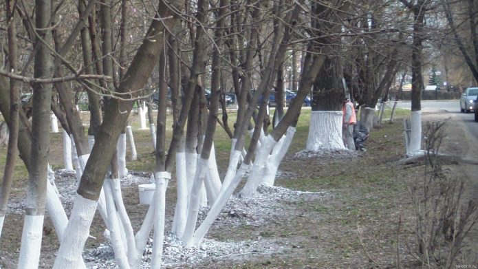 Побелка деревьев