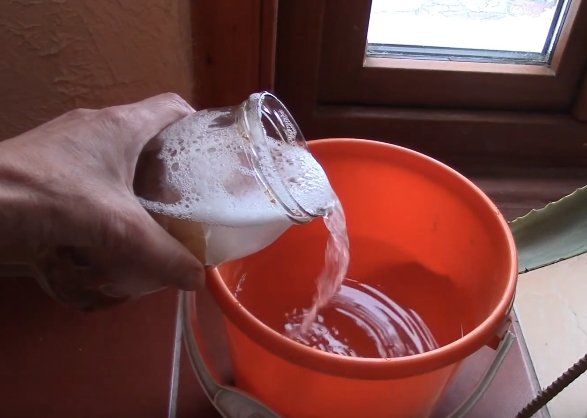 Настойка на скорлупе для подкормки растений