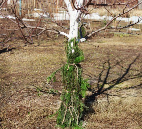 Подготовка яблони к зиме