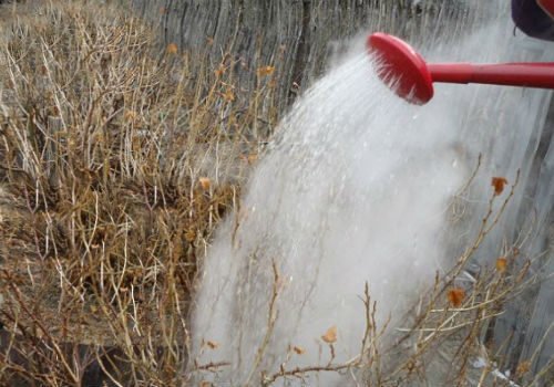 Полив кустов горячей водой